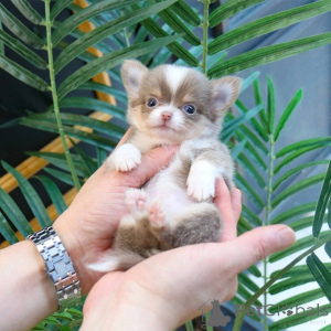 Foto №3. Entzückende Chihuahua-Welpen zur Adoption. Polen