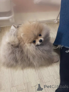 Foto №3. Entzückender Spitz. Belgien