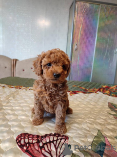 Foto №3. Zwergpudel Jungen und Mädchen. Litauen