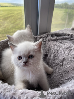 Foto №4. Ich werde verkaufen schottische faltohrkatze in der Stadt Бендеры. züchter - preis - 350€