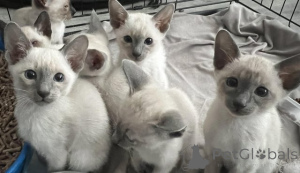 Foto №1. siamkatze - zum Verkauf in der Stadt Coopio | verhandelt | Ankündigung № 162063