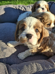 Foto №2 zu Ankündigung № 175523 zu verkaufen amerikanischer cocker spaniel, english cocker spaniel, english springer spaniel, welsh springer spaniel, irish water spaniel, perro de agua español, mastín español, cavalier king charles spaniel, cavalier king charles spaniel, clumber spaniel, russian spaniel, tibet-spaniel - einkaufen Lettland quotient 	ankündigung, vom kindergarten, züchter