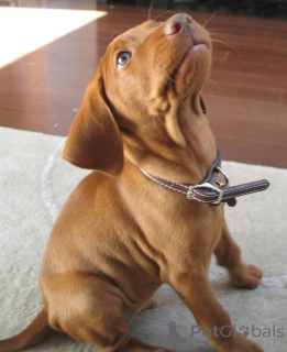 Foto №1. kurzhaariger ungarischer vorstehhund - zum Verkauf in der Stadt Dudeldorf | 500€ | Ankündigung № 160538