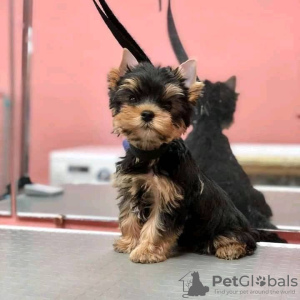 Foto №2 zu Ankündigung № 67536 zu verkaufen yorkshire terrier - einkaufen USA 