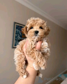 Foto №1. maltipu - zum Verkauf in der Stadt Hannover | verhandelt | Ankündigung № 167145