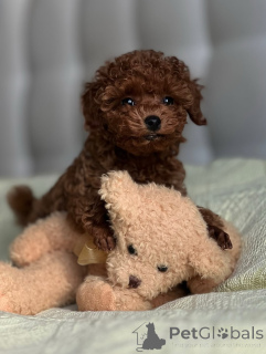 Foto №1. pudel (toy) - zum Verkauf in der Stadt Helsinki | 1200€ | Ankündigung № 163135