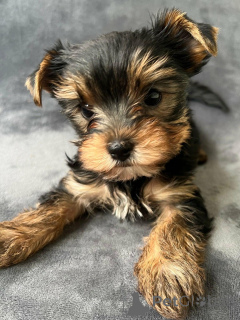 Foto №3. Geschenk entzückende Yorkshire-Terrier-Welpen . Deutschland