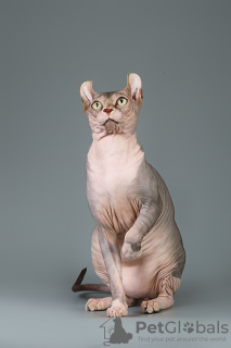 Foto №4. Ich werde verkaufen sphynx cat in der Stadt New York. vom kindergarten, züchter - preis - verhandelt
