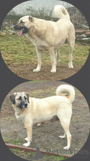 Foto №1. anatolischer hirtenhund - zum Verkauf in der Stadt Kiew | 1000€ | Ankündigung № 34546