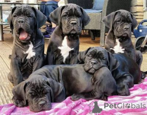 Foto №1. cane corso italiano - zum Verkauf in der Stadt Heiliger Pölten | 350€ | Ankündigung № 168079