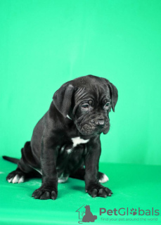 Zusätzliche Fotos: Cane Corso Welpen zu verkaufen