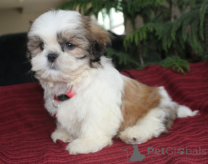 Foto №1. shih tzu - zum Verkauf in der Stadt Las Palmas de Gran Canaria | verhandelt | Ankündigung № 169890