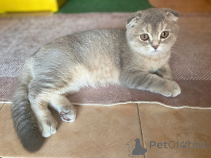 Foto №1. schottische faltohrkatze - zum Verkauf in der Stadt Tiflis | 73€ | Ankündigung № 175520