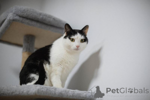 Foto №1.  - zum Verkauf in der Stadt Chimki | Frei | Ankündigung № 159454