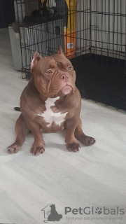 Foto №2 zu Ankündigung № 123753 zu verkaufen american bully - einkaufen Lettland züchter