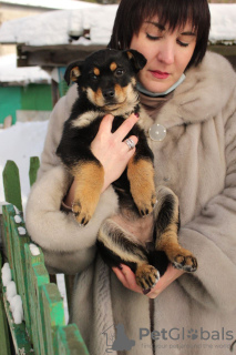 Foto №1. mischlingshund - zum Verkauf in der Stadt Minsk | Frei | Ankündigung № 9164