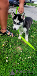 Foto №3. Alaskan Malamute-Welpen. USA