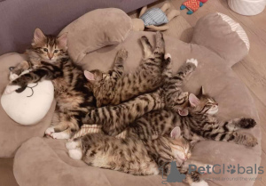 Foto №2 zu Ankündigung № 22332 zu verkaufen kurilen bobtail - einkaufen Polen quotient 	ankündigung