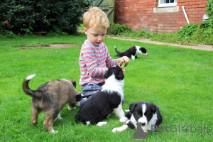 Foto №4. Ich werde verkaufen border collie in der Stadt Halmstad. quotient 	ankündigung, züchter - preis - 1000€