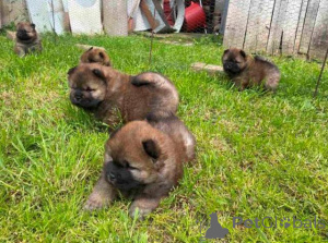 Foto №2 zu Ankündigung № 168491 zu verkaufen chow-chow - einkaufen Serbien 