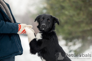 Foto №2 zu Ankündigung № 33352 zu verkaufen mischlingshund - einkaufen Russische Föderation quotient 	ankündigung