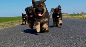 Foto №2 zu Ankündigung № 143779 zu verkaufen deutscher schäferhund - einkaufen Polen züchter