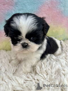 Foto №2 zu Ankündigung № 99263 zu verkaufen shih tzu - einkaufen USA quotient 	ankündigung