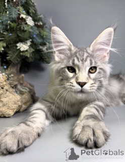 Foto №1. maine-coon-katze - zum Verkauf in der Stadt Baden-Baden | 990€ | Ankündigung № 163665