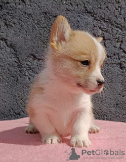 Foto №2 zu Ankündigung № 120005 zu verkaufen welsh corgi - einkaufen Serbien züchter