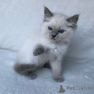 Foto №1. siamkatze - zum Verkauf in der Stadt Berlin | verhandelt | Ankündigung № 137098