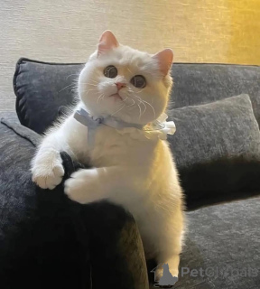 Foto №1.  - zum Verkauf in der Stadt Bellinzona | verhandelt | Ankündigung № 161922