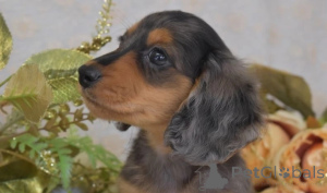 Foto №1. dackel - zum Verkauf in der Stadt Innsbruck | 489€ | Ankündigung № 143479