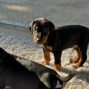 Foto №4. Ich werde verkaufen dobermann in der Stadt Tirana. quotient 	ankündigung - preis - verhandelt