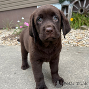 Foto №4. Ich werde verkaufen labrador retriever in der Stadt Berlin. quotient 	ankündigung - preis - 600€