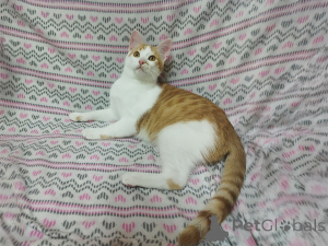 Foto №3. Sonnige rote Kätzchen Tishka und Ryzhik als Geschenk. Weißrussland