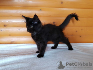 Zusätzliche Fotos: Schwarze Maine Coon, ein wunderschönes Kätzchen mit einer interessanten