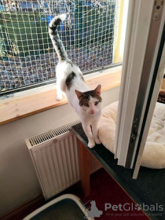 Foto №2 zu Ankündigung № 130378 zu verkaufen mekong bobtail - einkaufen Deutschland quotient 	ankündigung