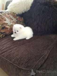 Foto №1. pommersche spitz - zum Verkauf in der Stadt Antwerpen | Frei | Ankündigung № 154180