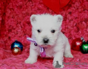 Foto №1. west highland white terrier - zum Verkauf in der Stadt Prag | Frei | Ankündigung № 124130