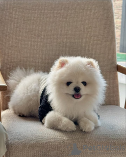 Foto №3. Toilette ausgebildete Pommerianer. Portugal