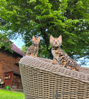 Foto №2 zu Ankündigung № 170214 zu verkaufen bengal katzenrasse - einkaufen Deutschland 