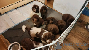 Foto №1. neufundländer - zum Verkauf in der Stadt Berlin | 1063€ | Ankündigung № 137806