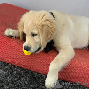 Foto №1. golden retriever - zum Verkauf in der Stadt Genf | 450€ | Ankündigung № 55720