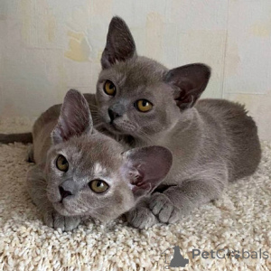 Foto №1. burma-katze - zum Verkauf in der Stadt Ansbach | verhandelt | Ankündigung № 160271