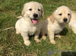 Foto №2 zu Ankündigung № 115944 zu verkaufen golden retriever - einkaufen Deutschland quotient 	ankündigung