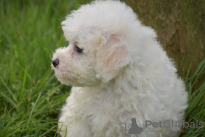 Foto №2 zu Ankündigung № 123644 zu verkaufen bichon frisé - einkaufen Deutschland quotient 	ankündigung