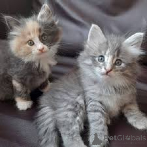 Foto №1. norwegische waldkatze - zum Verkauf in der Stadt Helsinki | 700€ | Ankündigung № 162152