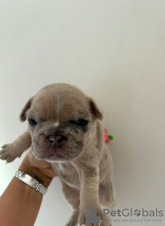 Foto №4. Ich werde verkaufen französische bulldogge in der Stadt Cape May. quotient 	ankündigung - preis - 426€