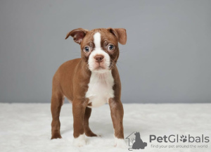 Foto №2 zu Ankündigung № 120709 zu verkaufen boston terrier - einkaufen Litauen quotient 	ankündigung