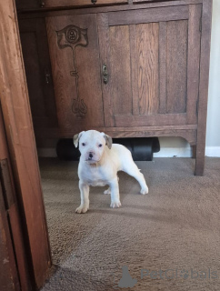 Foto №1. american bulldog - zum Verkauf in der Stadt Innsbruck | 400€ | Ankündigung № 144478